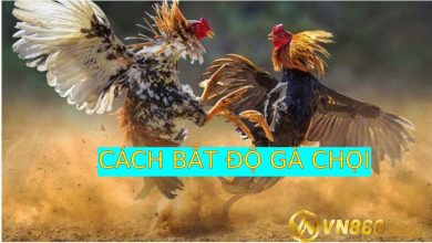 Cách bắt độ gà chọi