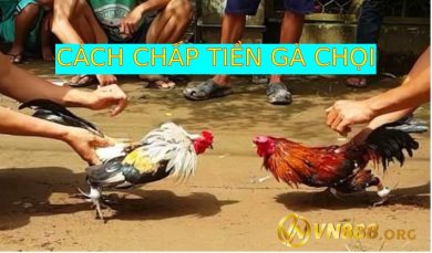 Cách chấp tiền gà chọi