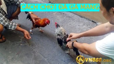 Cách chơi đá gà mạng