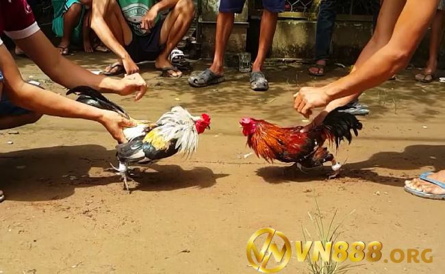 Kinh nghiệm chơi game đá gà - Giữ tâm lý bình tĩnh và sáng suốt