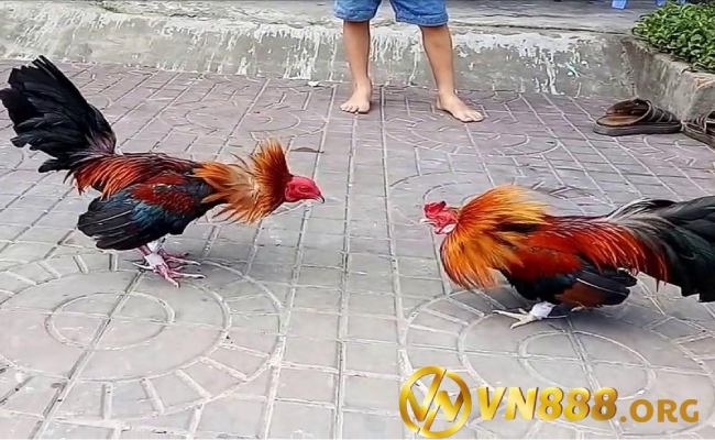 Kinh nghiệm khi tham gia chơi đá gà hàng xáo